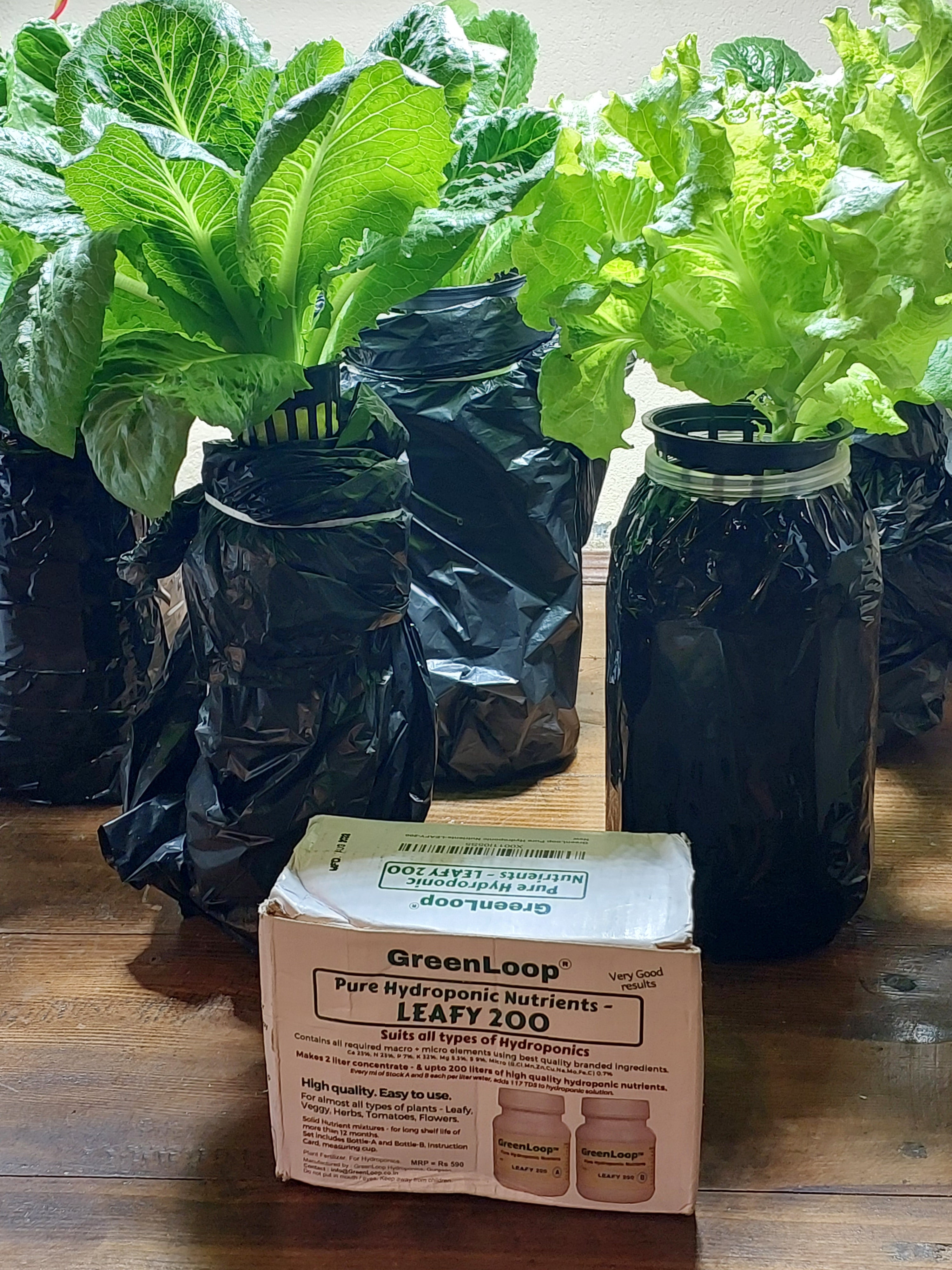 Introduction to Hydroponics Greenloop