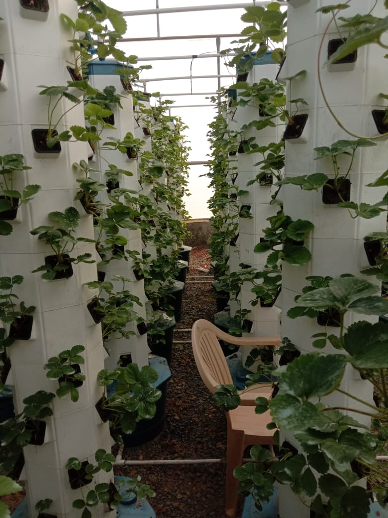 Can Hydroponics be profitable ? Greenloop