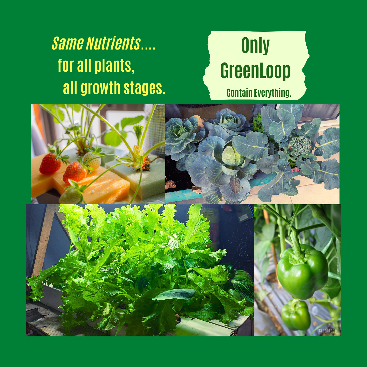 Hydroponic Nutrients LEAFY-200, Pack of 12 (TWELVE) sets