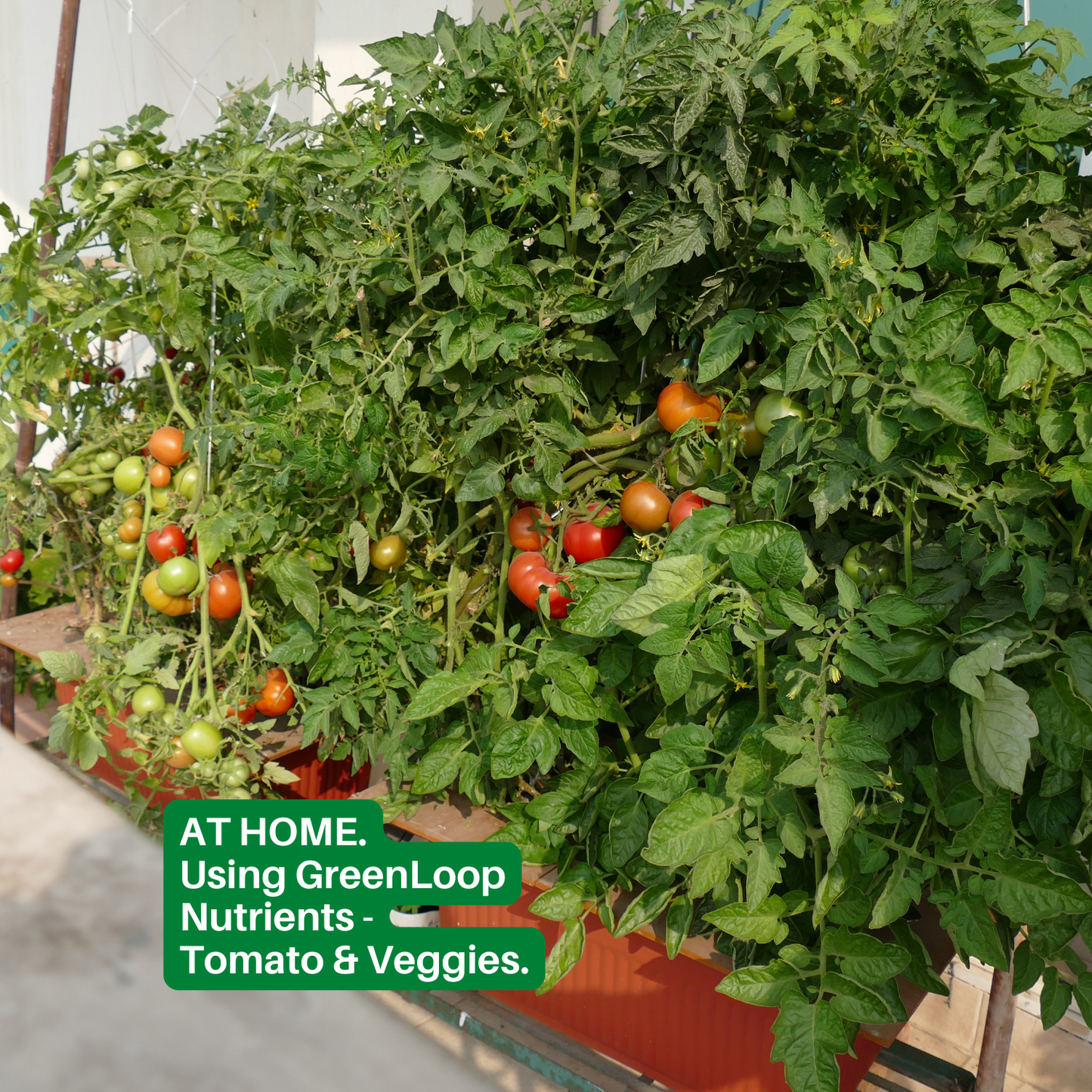 Hydroponic Nutrients TOMATO & VEGGIES, Pack of 12 sets