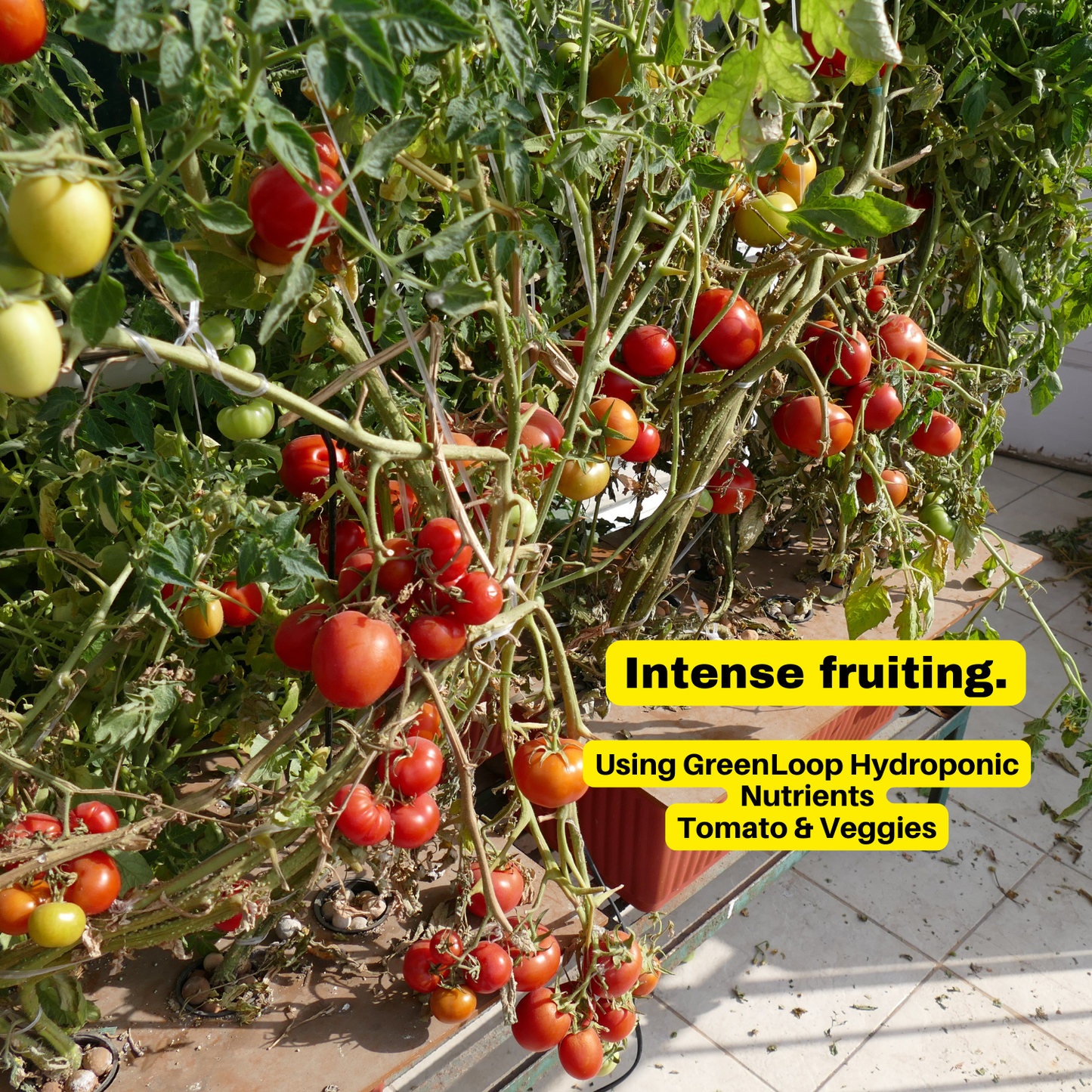 Hydroponic Nutrients TOMATO & VEGGIES, Pack of 12 sets