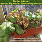 Hydroponic System with Wood Top