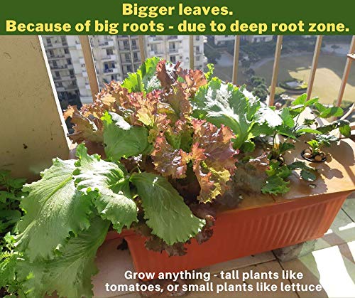 Hydroponic System with Wood Top