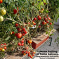 Hydroponic Nutrients TOMATO & VEGGIES, Pack of 12 sets